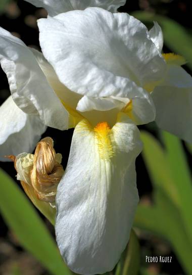 PEROMA_PHOTO en Hamelin: Flora  (Casarabonela), Iris albicans, . 