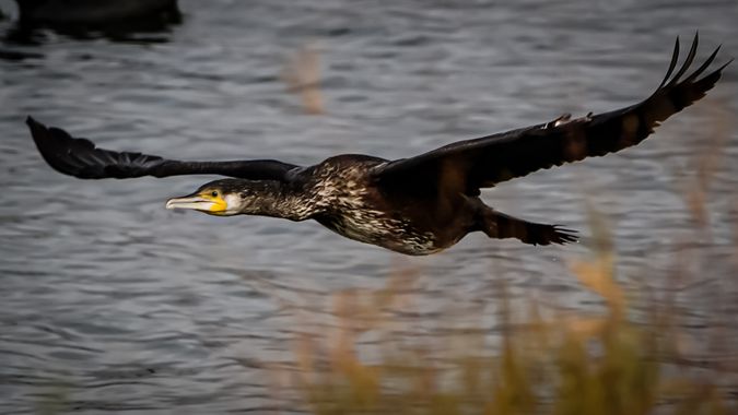 Kikojimenez1977 en Hamelin: Fauna, Phalacrocorax carbo (Linnaeus, 1758), #cormoran 