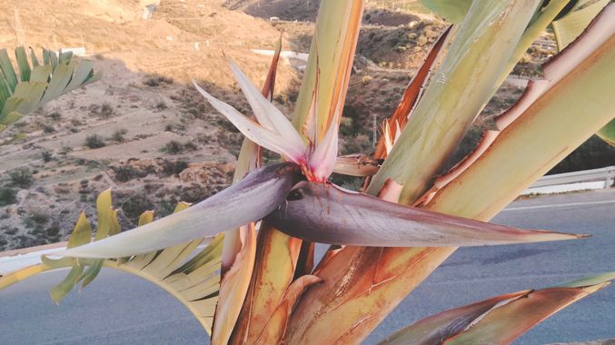 Solerantonio2 en Hamelin: Flora  (Torrox), Ave del paraiso