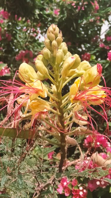Solerantonio2 en Hamelin: Flora  (La Vega de Acá), Planta
