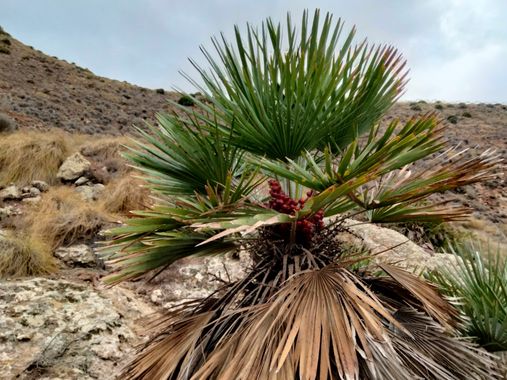 Solerantonio2 en Hamelin: Flora  (Níjar), Chamaerops humilis, Palmito