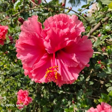 Solerantonio2 en Hamelin: Flora  (Almería), Hibiscus rosa-sinensis, Planta