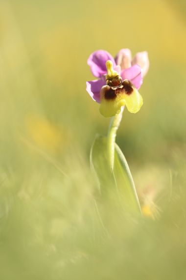 Eritz.cortazar en Hamelin: Flora  (Vitoria), Ophrys tenthredinifera, Ophrys tenthredinifera
.
.
.
#plantas 
