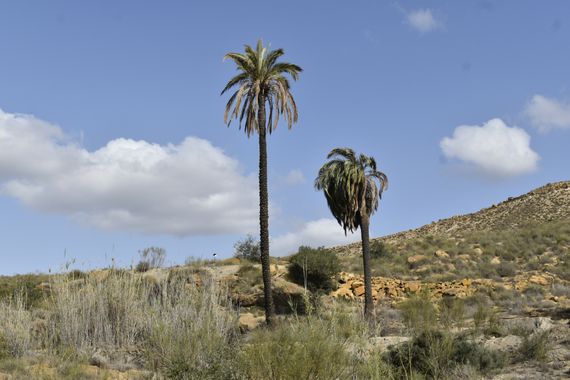 Solerantonio2 en Hamelin: Paisaje  (Carboneras), Coinsidencias visuales