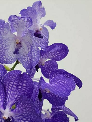 Rosa del Desierto en Hamelin: Flora  (Barcelona), Vanda coerulea, Orquídea.#flora