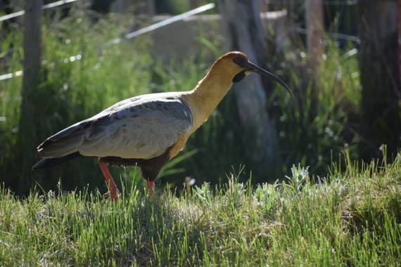 martinez.soledad en Hamelin: Fauna  (Río Pico), Theristicus melanopis (Gmelin, 1789), #aves 
#patahoniaargetina 
#riopico 