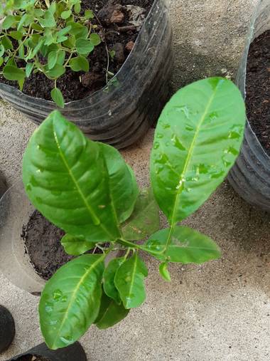 Jorge.cesar56 en Hamelin: Flora  (Cerro Largo), No sé que planta es