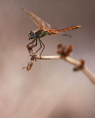 Eritz.cortazar en Hamelin: Fauna  (Baix Camp), (Sympetrum fonscolombii Selys,1840)

Se trata de un ejemplar  hembra de esta especie de libélula 
.
.
.
#lib...