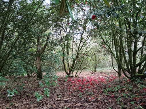 Susandresro en Hamelin: Paisaje  (Meis), Flores de camelia en suelo.