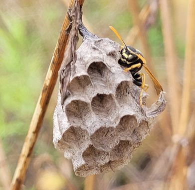 Msanchezvasco en Hamelin: Fauna  (Ulldecona), Caracteristicas basicas
Vespula vulgaris es un véspido eusocial que construye su nido de papel marrón en o so...