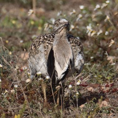 Fran Leal en Hamelin: Fauna  (San Bartolomé), Chlamydotis undulata fuertaventurae (Rothschild & Hartert, 1894), En peligro de extinción. Es una subespecie ...