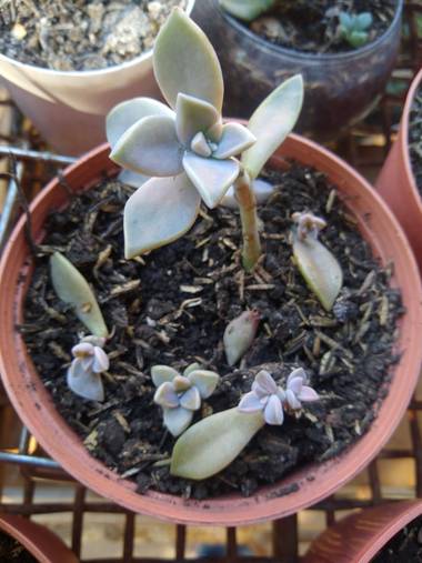 luisafp29 en Hamelin: Flora, Graptopetalum paraguayense
