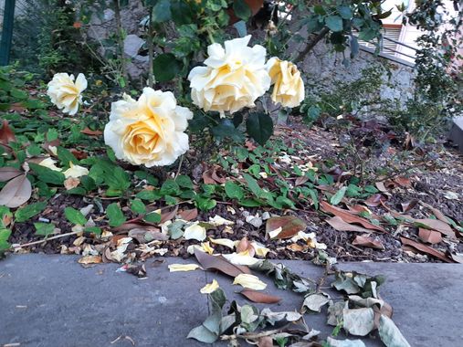 Abigail en Hamelin: Flora, Rosa chinensis, Flor