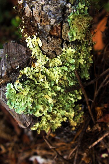 Neto en Hamelin: Observación, #fungi #nature #mushrooms