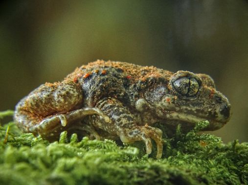 Eritz.cortazar en Hamelin: Fauna  (Vitoria), Alytes obstetricans (Laurenti, 1768), Sapo partero ( Alytes obstetricans Laurenti, 1768)

.
.
.
#sapo #frog #r...