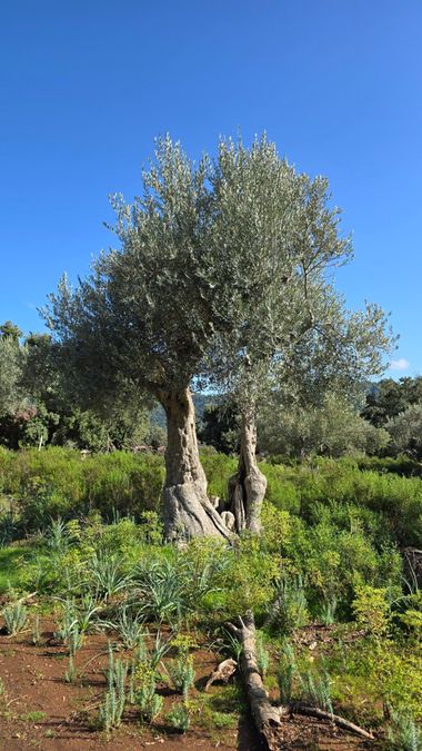 Instantes efímeros en Hamelin: Paisaje  (Lluc), #rurales #ullastre #olivos