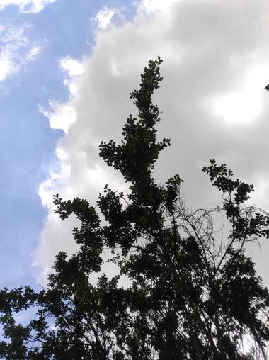 Zaynab en Hamelin: Flora  (Bogotá, D.C.), Ulmus thomasii, Entre nubes