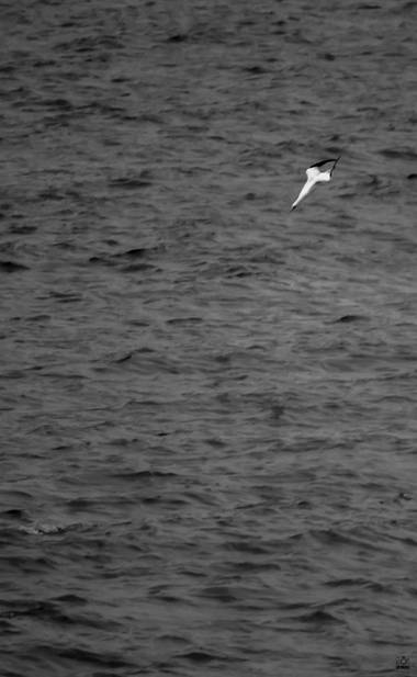 Acorazado3000 en Hamelin: Fauna  (Málaga), Morus bassanus (Linnaeus, 1758), Objetivo localizado¡¡¡posición de ataque ¡¡¡.









#fotografiacarloscalvo #...