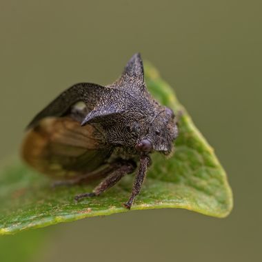 Ignicapillus en Hamelin: Fauna  (el Brull), Mayo del 2023; primera salida de macro de invertebrados de aquel año. Joan Cabellos y yo recorrimos parte del m...