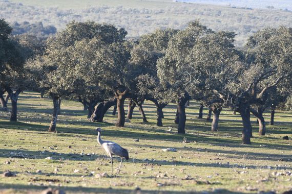 Info en Hamelin: Fauna  (Talaván), Grullas en la dehesa 