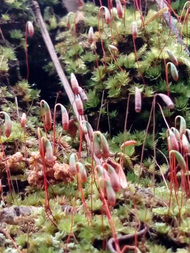 silvia_0664 en Hamelin: Flora  (Cerdanyola del Vallès), #macrocollserola