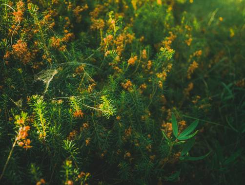Dragantrosic en Hamelin: Flora, #green #fern #nature
