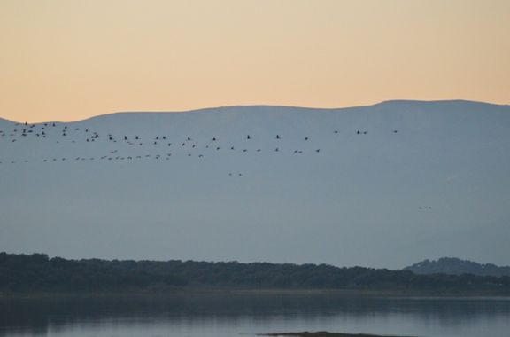 Carlos en Hamelin: Fauna  (Oropesa), #grullas 