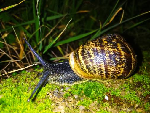 kris.loca32 en Hamelin: Fauna  (Abadía), #caracol #sacaloscuernosalfrio #extremadura @kris_loca32 