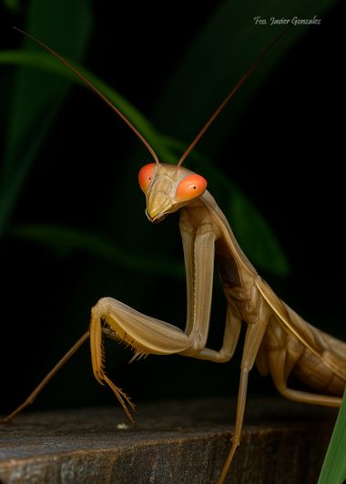 Fco. Javier González en Hamelin: Fauna  (Rúa Anduriña), #macro 
#insctos