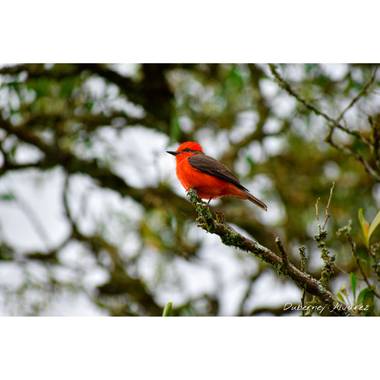 Duberney Alvarez en Hamelin: Fauna  (El Carmen de Viboral), Pyrocephalus rubinus (Boddaert, 1783), Mosquero cardenal. 
🐦🌳📸.
.
.
#fotografia #mosquero  #...