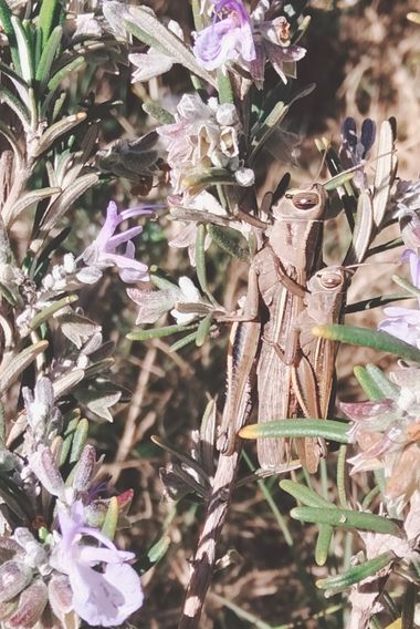 Solerantonio2 en Hamelin: Fauna  (Almería), Saltamontes insecto