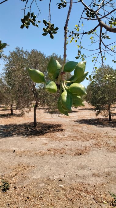 Solerantonio2 en Hamelin: Flora  (Almeria), Planta