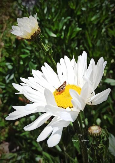 Pisc.LopezMarce en Hamelin: Flora  (La Calera), #flora #flor #mariposa #margarita #hamelin #photooftheday