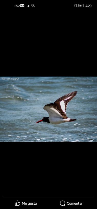Haveruribe25 en Hamelin: Fauna  (Caldera), Haematopus palliatus Temminck, 1820, Good vibes 