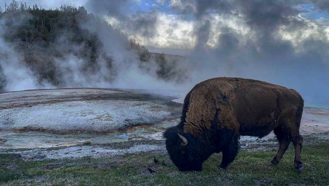 Jimmyloza.jl en Hamelin: Fauna  (Yellowstone National Park), Bison bison (Linnaeus, 1758), Fuerza Bruta!!! 

Un Bisonte americano desayuna en el parque nac...