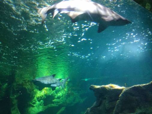GreenPhoto en Hamelin: Fauna 