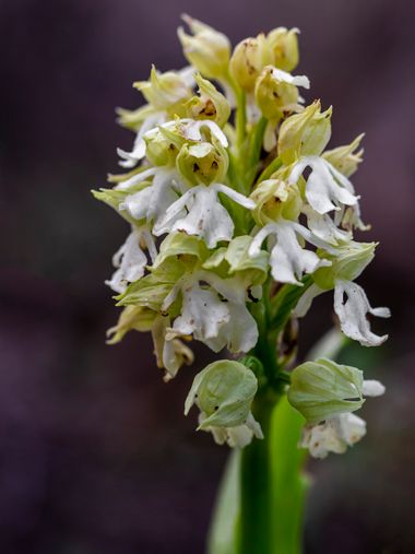Juanfra.1791 en Hamelin: Flora  (Enix), Orchis purpurea