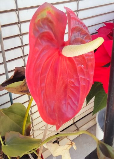 Solerantonio2 en Hamelin: Flora  (Almería), Anthurium andraeanum, Planta