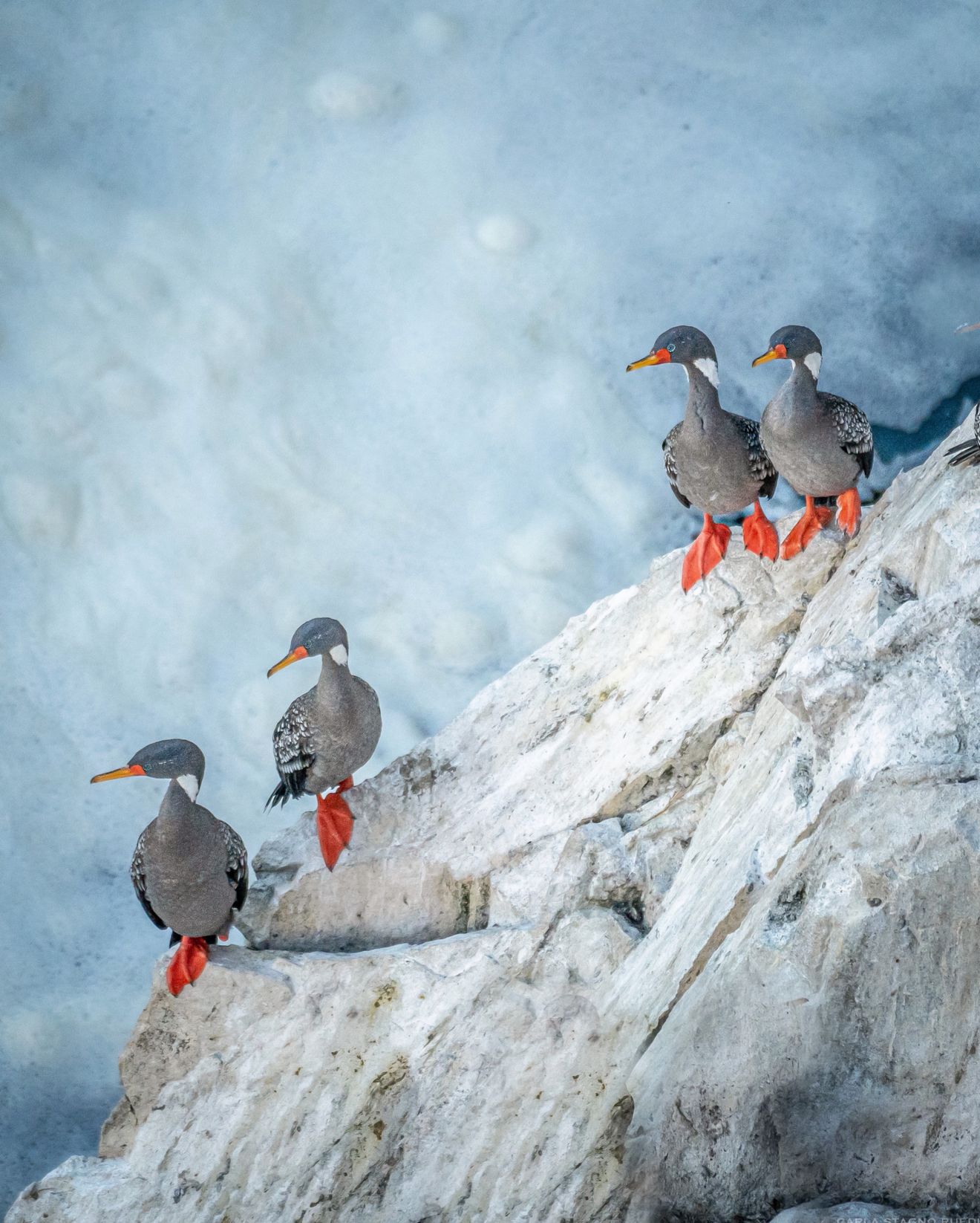 Familia de Cormoranes grises en las costas de Chile.