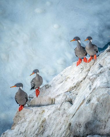 Carla Stagno en Hamelin: Fauna  (Tomé), Poikilocarbo gaimardi (Lesson & Garnot, 1828), Familia de cormoranes grises o Lira en las costas de Chile 

#aves #...