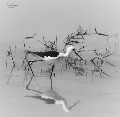 Yatoma66 en Hamelin: Fauna  (Valencia), Himantopus himantopus (Linnaeus, 1758), #aves#humedales#natura