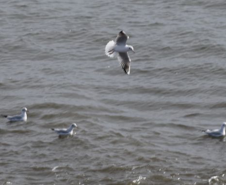Solerantonio2 en Hamelin: Fauna  (Roquetas de Mar), Chroicocephalus ridibundus (Linnaeus, 1766), Ave