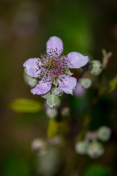 Ninigabi en Hamelin: Flora  (Ayamonte), Rubus ulmifolius, #flora#villablanca