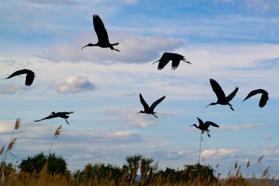 d8a666 en Hamelin: Fauna  (Deltebre), Plegadis falcinellus (Linnaeus, 1766), #aves21 @d8a666 #deltadelebro 