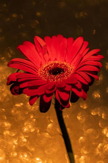 Mónica del Monte en Hamelin: Flora, Gerbera jamesonii, #flora21