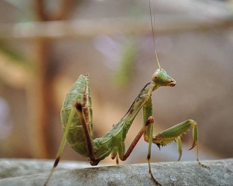 Phototero  en Hamelin: Fauna, #mantis #macro #photography #photis #insectos #naturaleza #naturelovers #nature #españa #spain 