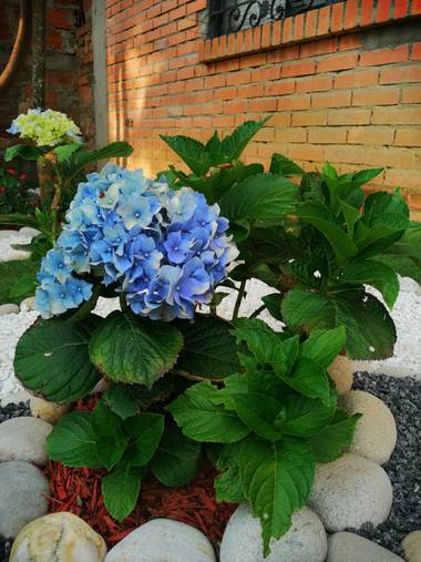 fredy.candela en Hamelin: Flora  (Floridablanca), Hydrangea macrophylla, #flordeortencia