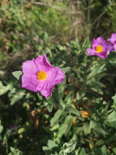 Lunamartin en Hamelin: Flora, Jara