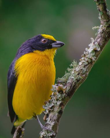 ogaviria.photography en Hamelin: Fauna  (Cali), Euphonia laniirostris d'Orbigny & Lafresnaye, 1837, La biodiversidad de mi país 🇨🇴 #hamelin #picoftheday ...