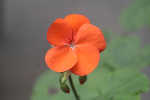 eclocoaching en Hamelin: Flora  (Lima), Pelargonium × hortorum, #Geranios